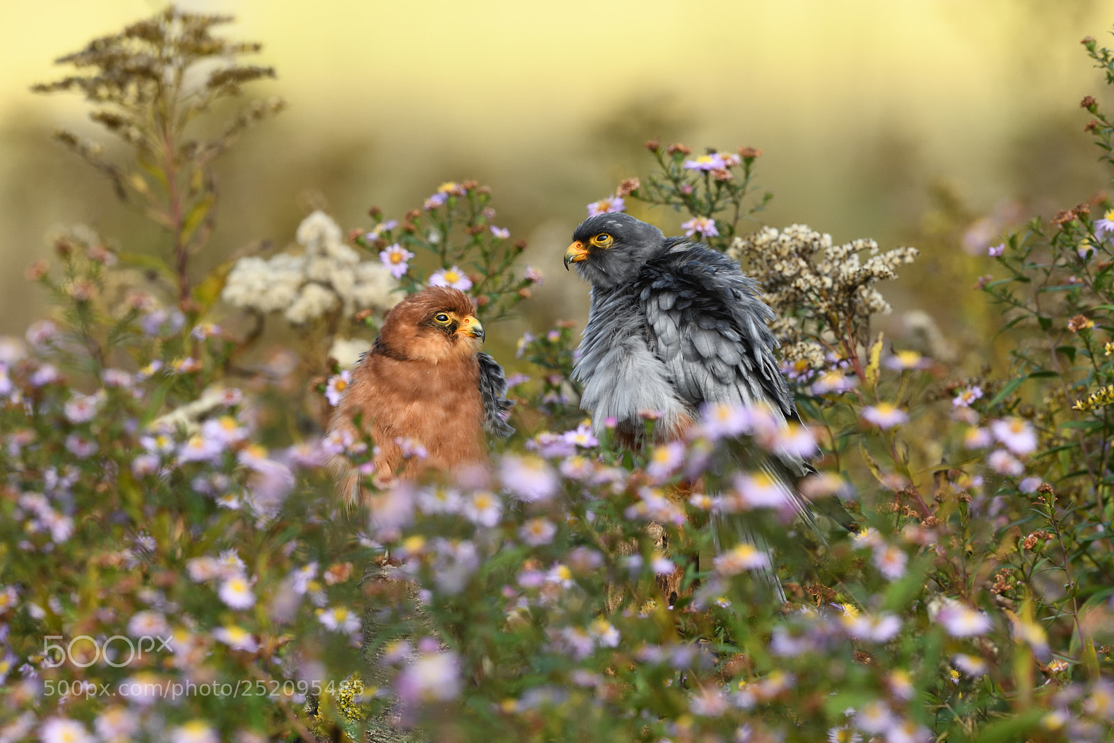 Nikon D850 sample photo. Red-footed falcon couple sitting photography