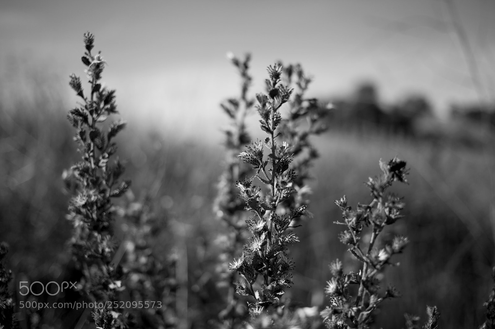 Canon EOS 5D Mark II sample photo. Bloom photography