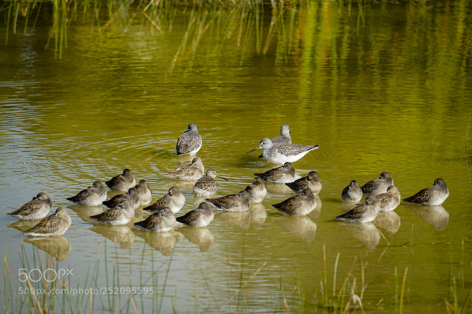 Sony a6000 sample photo. Long-billed dowitcher photography