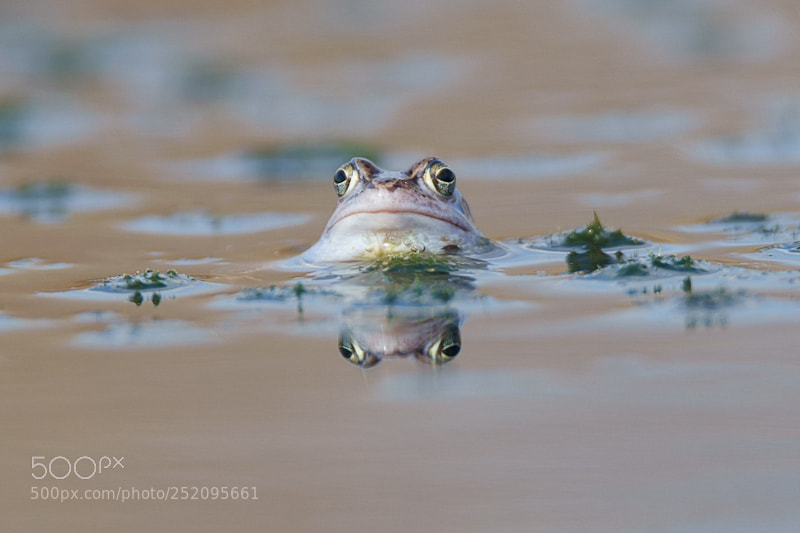 Sony ILCA-77M2 sample photo. Moor frog photography