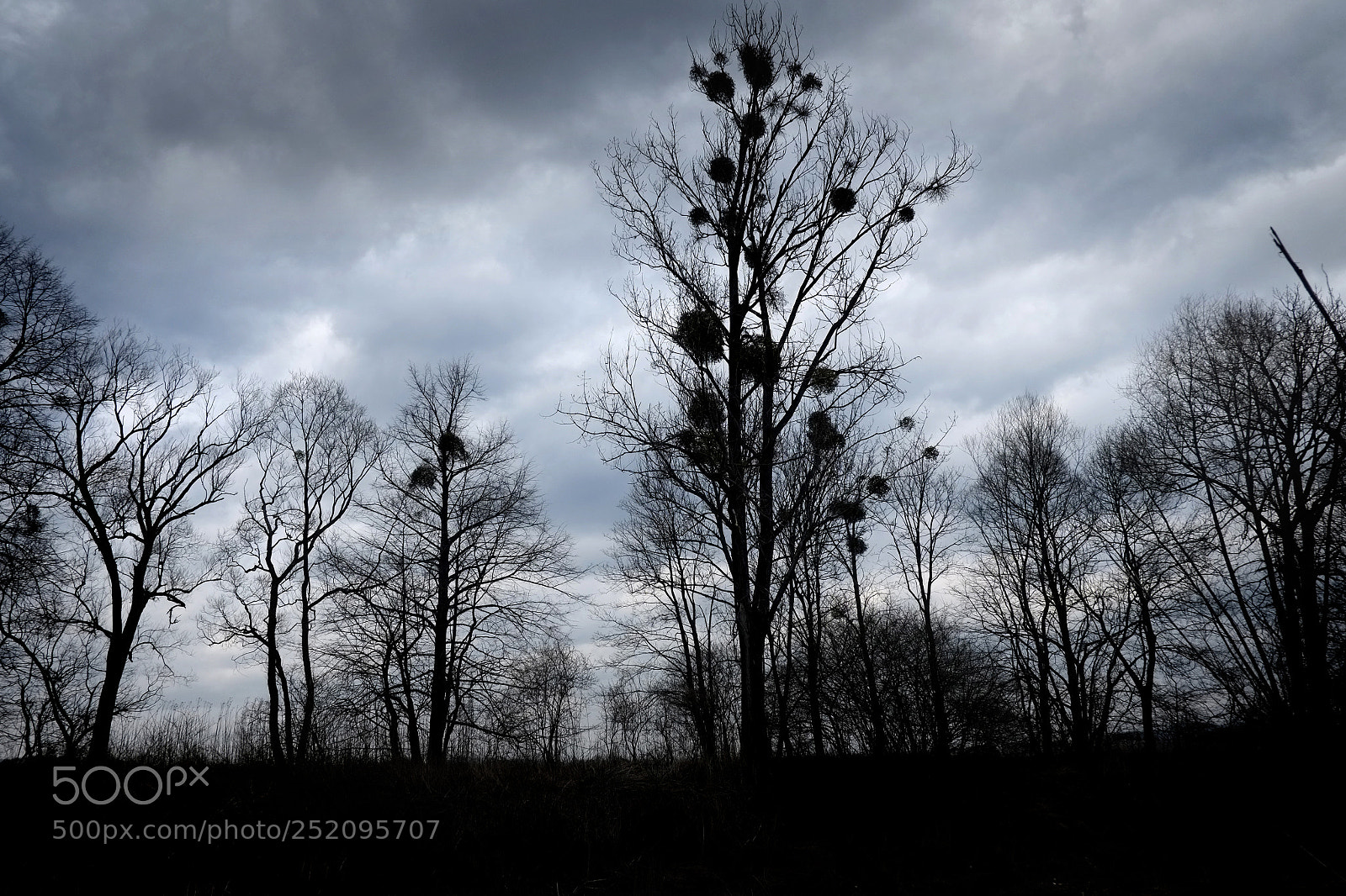 Fujifilm X-E1 sample photo. Mistletoe photography
