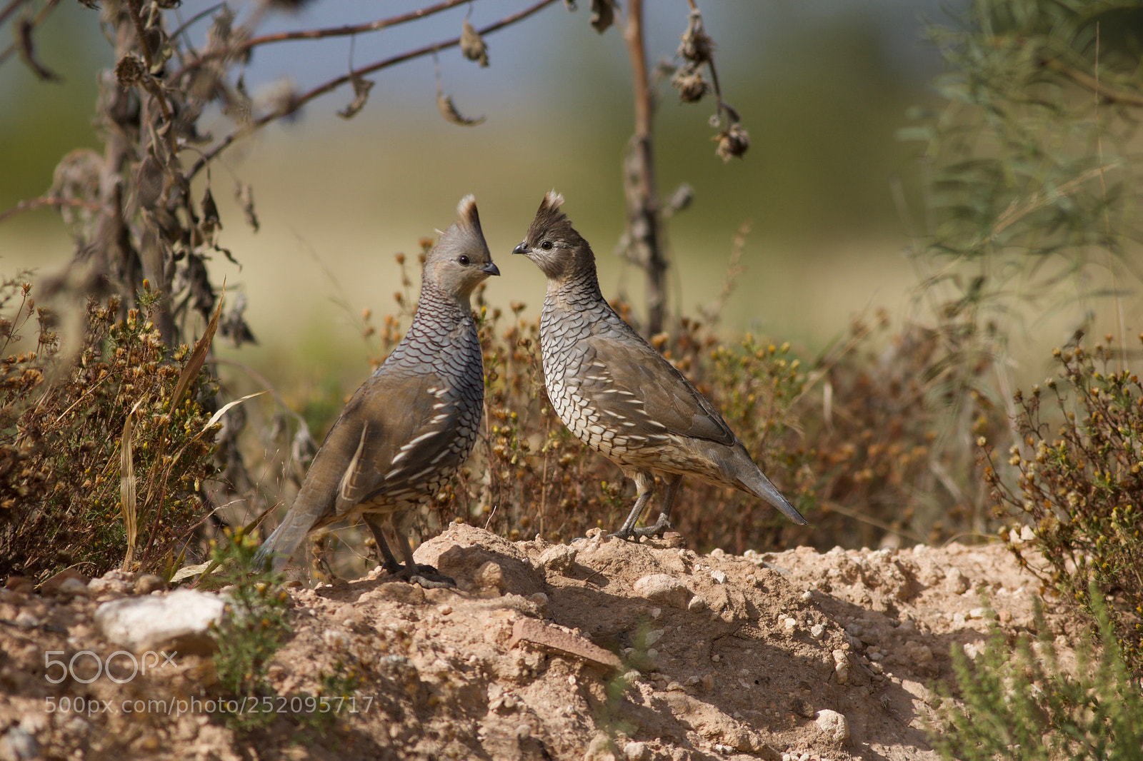 Canon EOS 760D (EOS Rebel T6s / EOS 8000D) sample photo. Blue quail photography