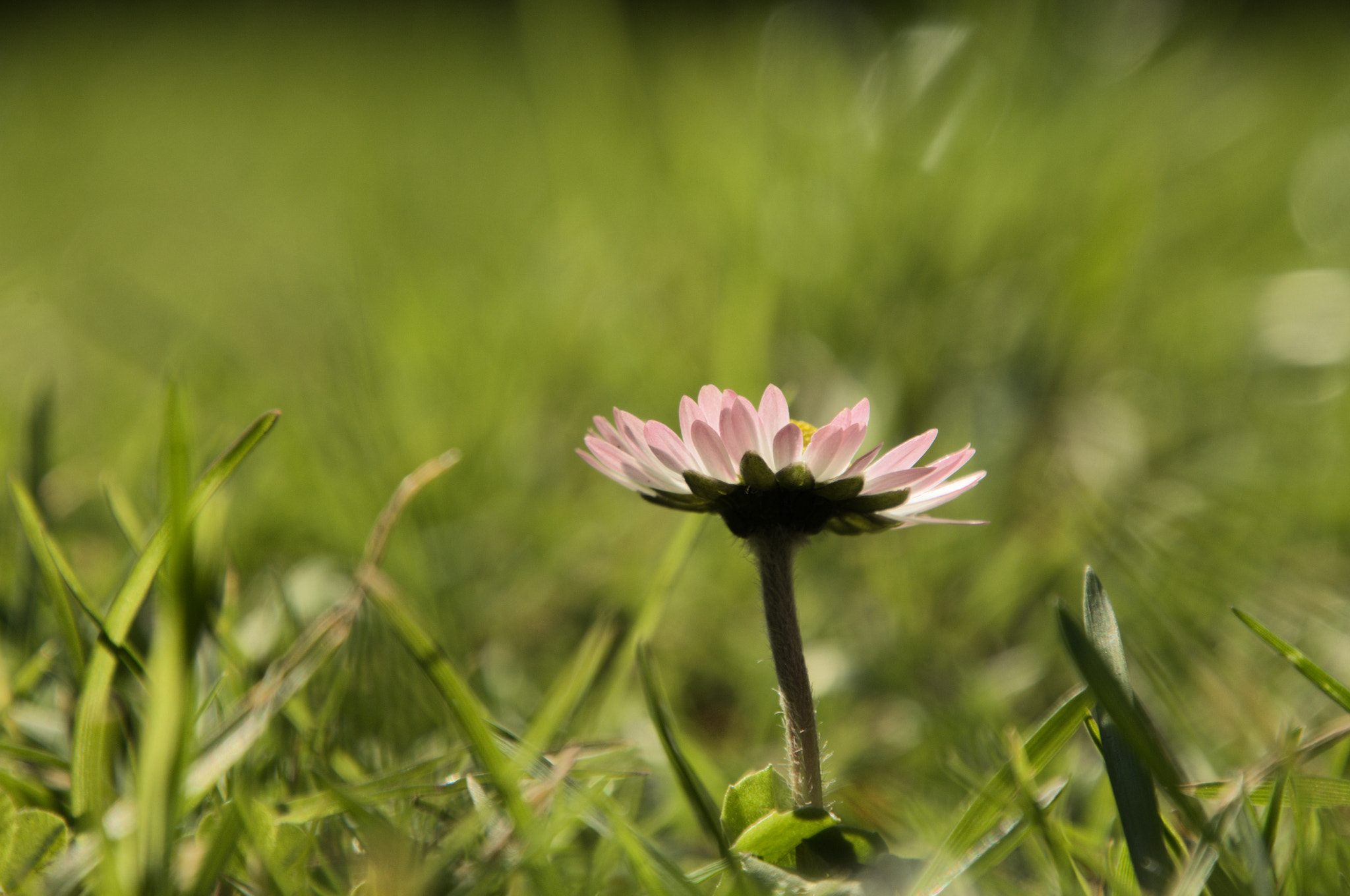 Nikon D300 sample photo. Lawn daisy photography