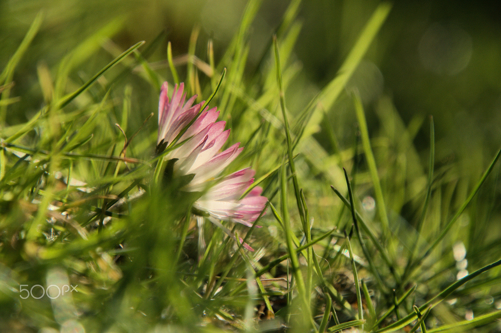 Nikon D300 sample photo. Lawn daisy photography