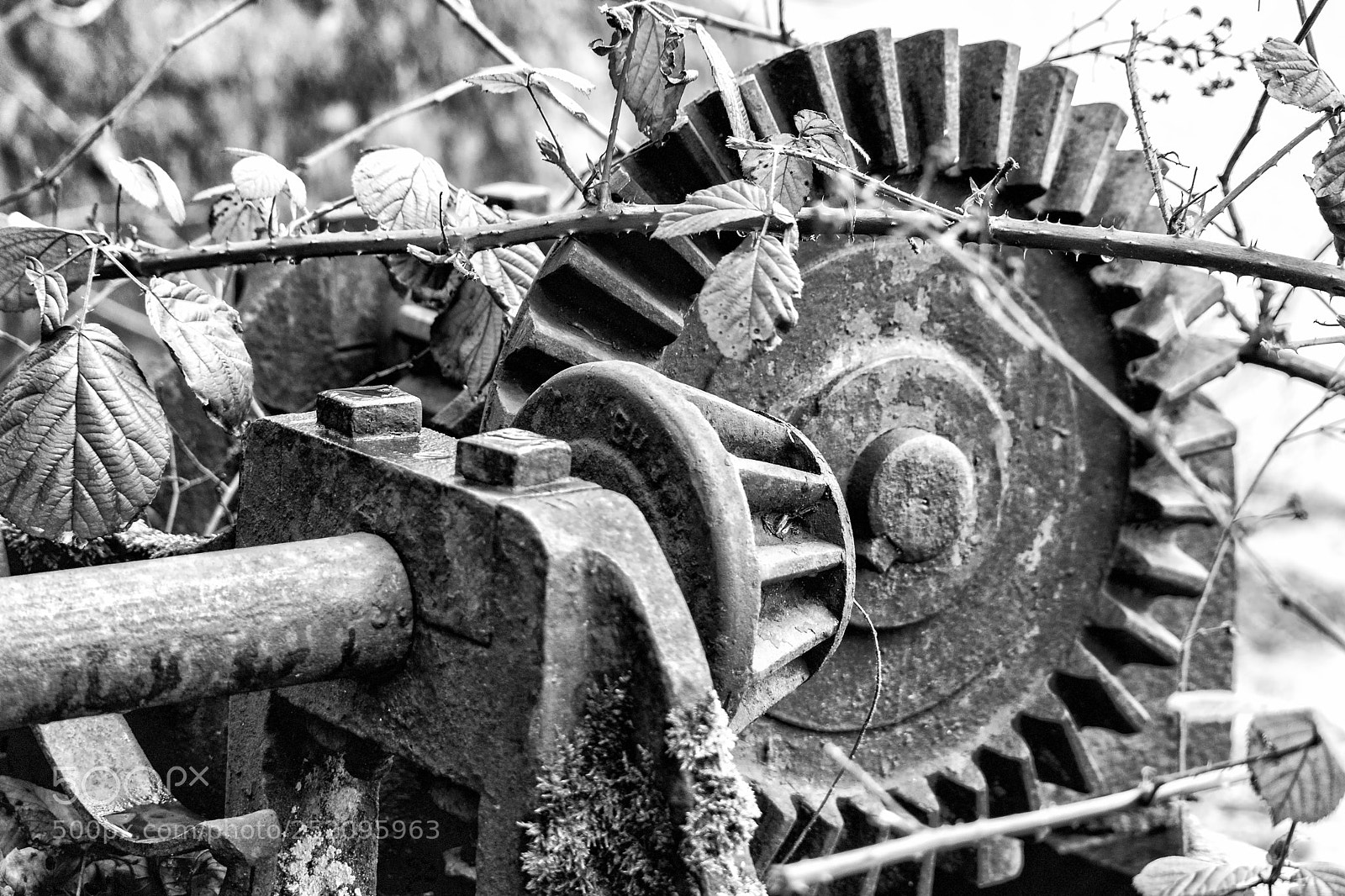 Nikon D3300 sample photo. Worm gear photography