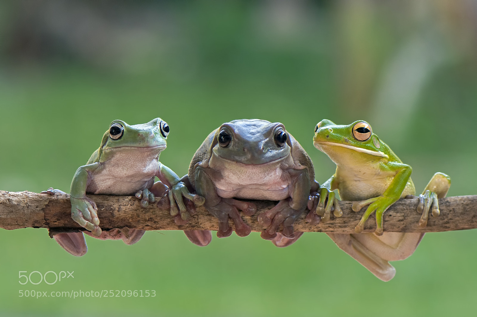 Nikon D90 sample photo. 3 frogs photography