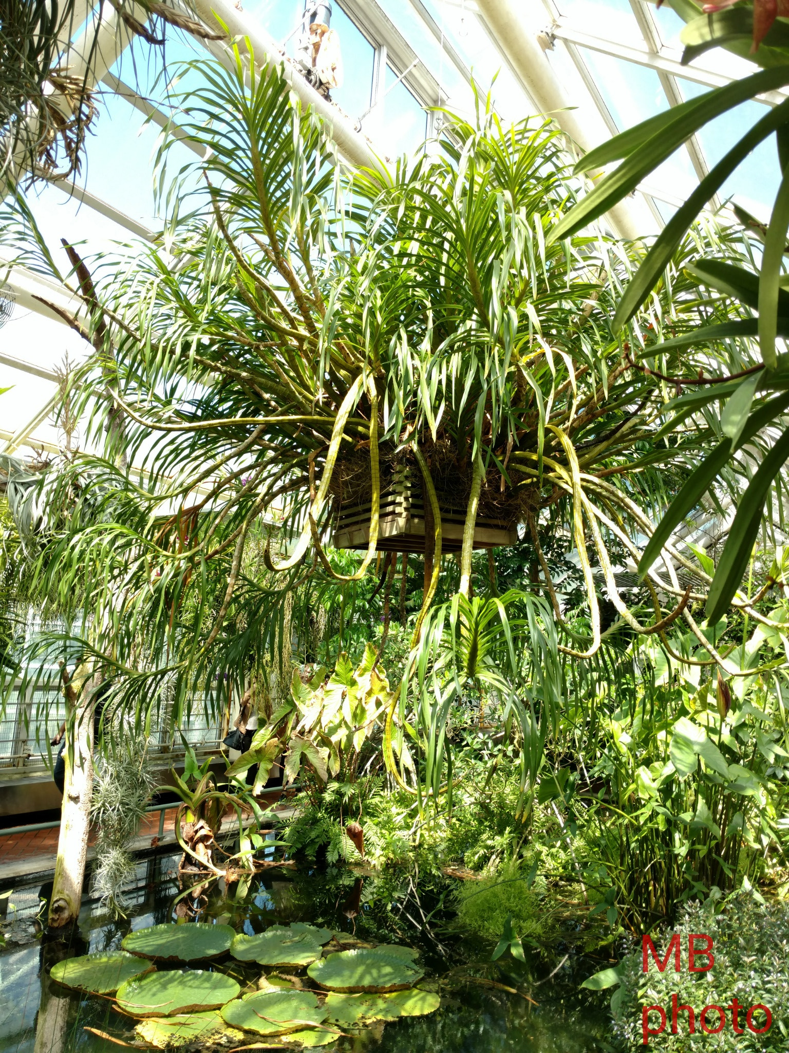 Motorola Moto X Pure Edition sample photo