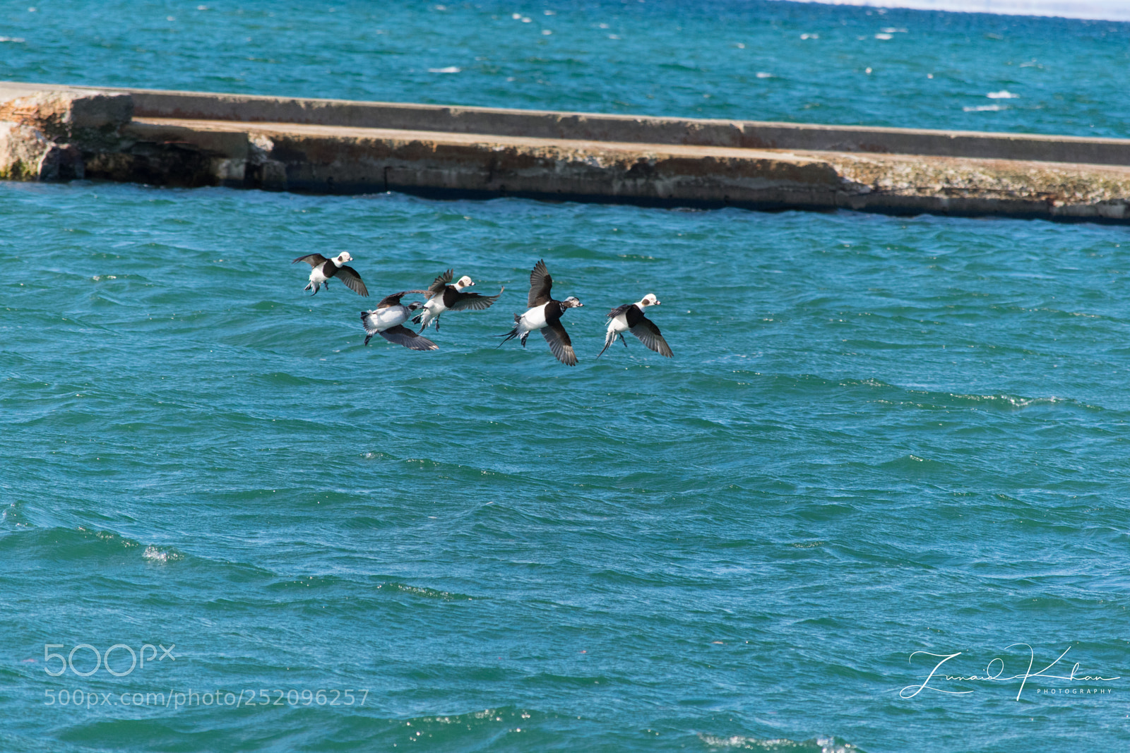 Nikon D3400 sample photo. Long tail ducks  photography