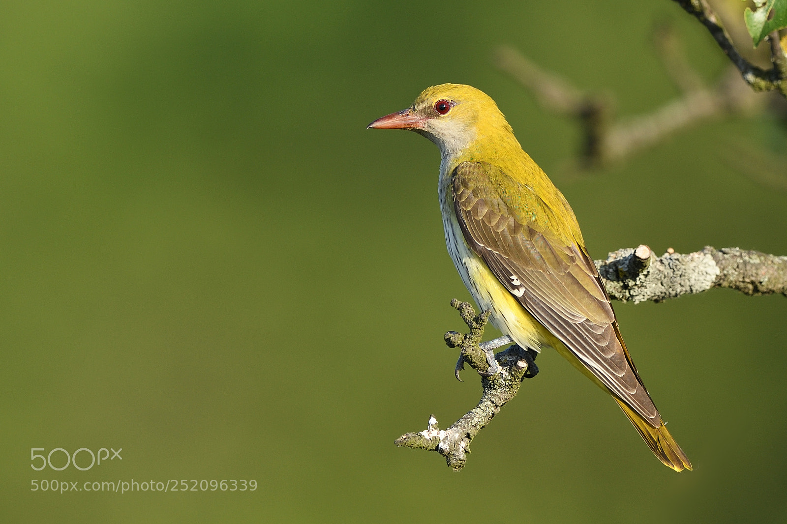 Nikon D500 sample photo. Eurasian golden oriole photography