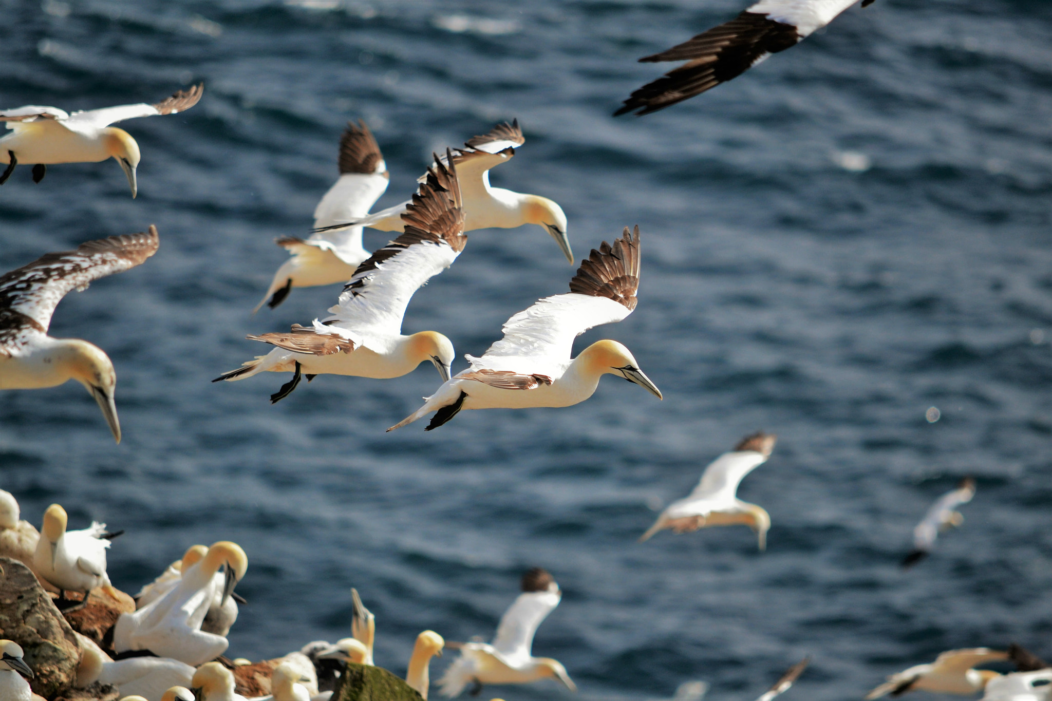 Nikon D3100 sample photo. Soaring gannets photography
