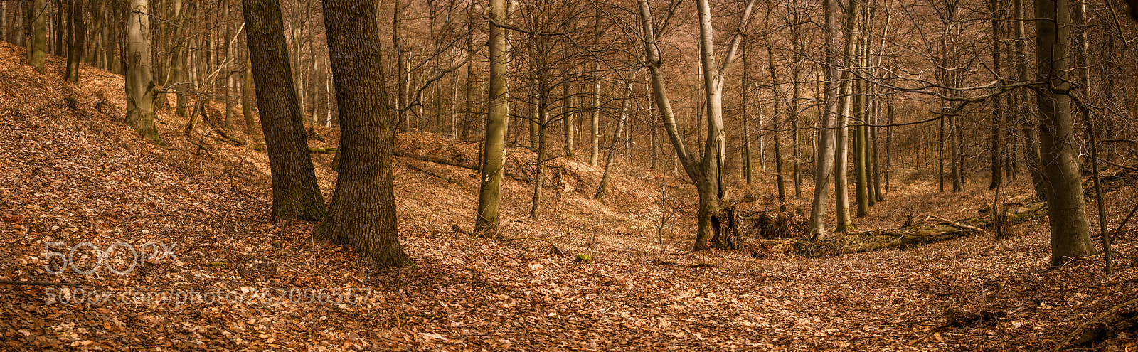 Canon EOS 80D sample photo. Autumn in the spring photography