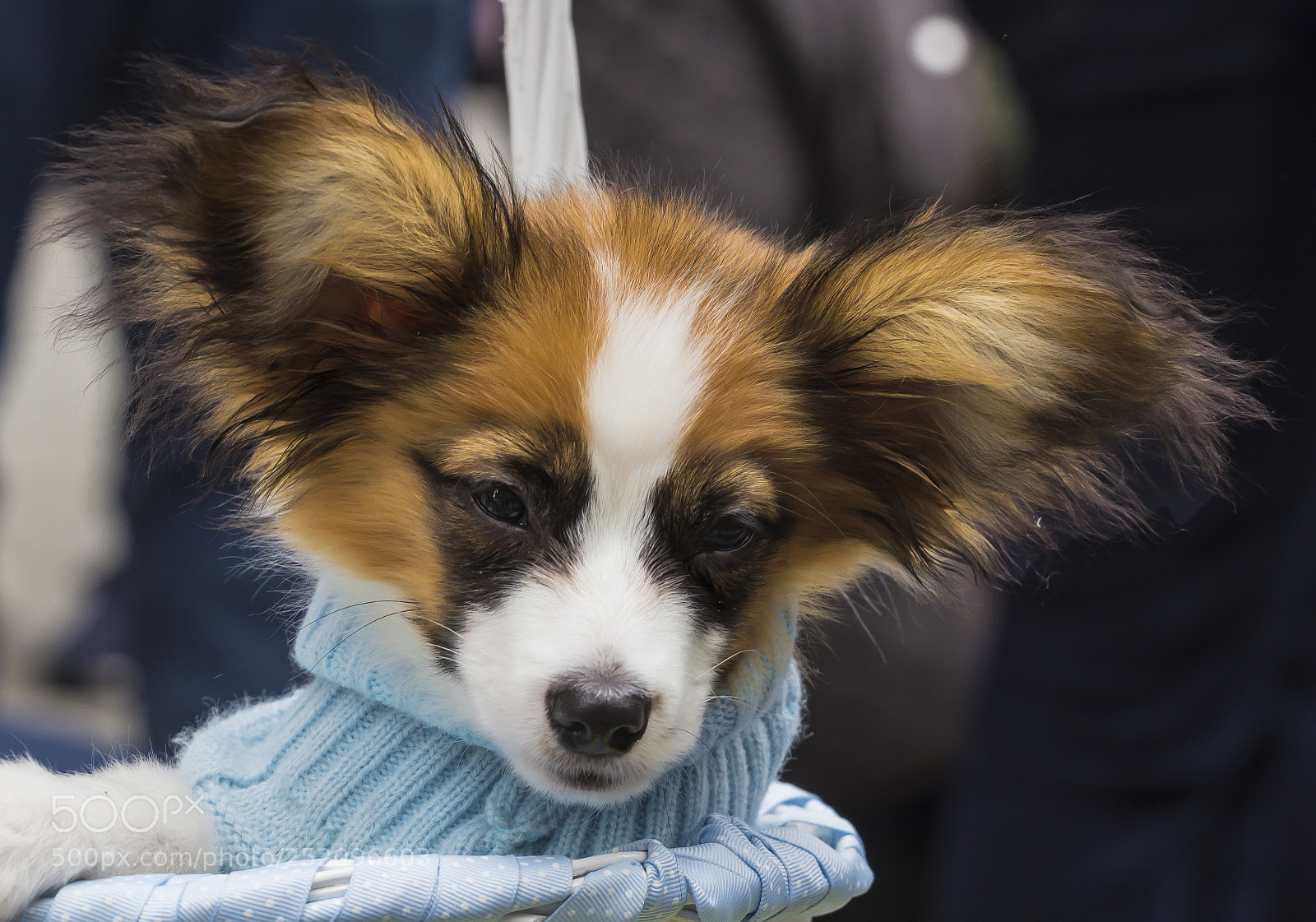 Canon EOS 60D sample photo. Easter parade nyc 4 photography