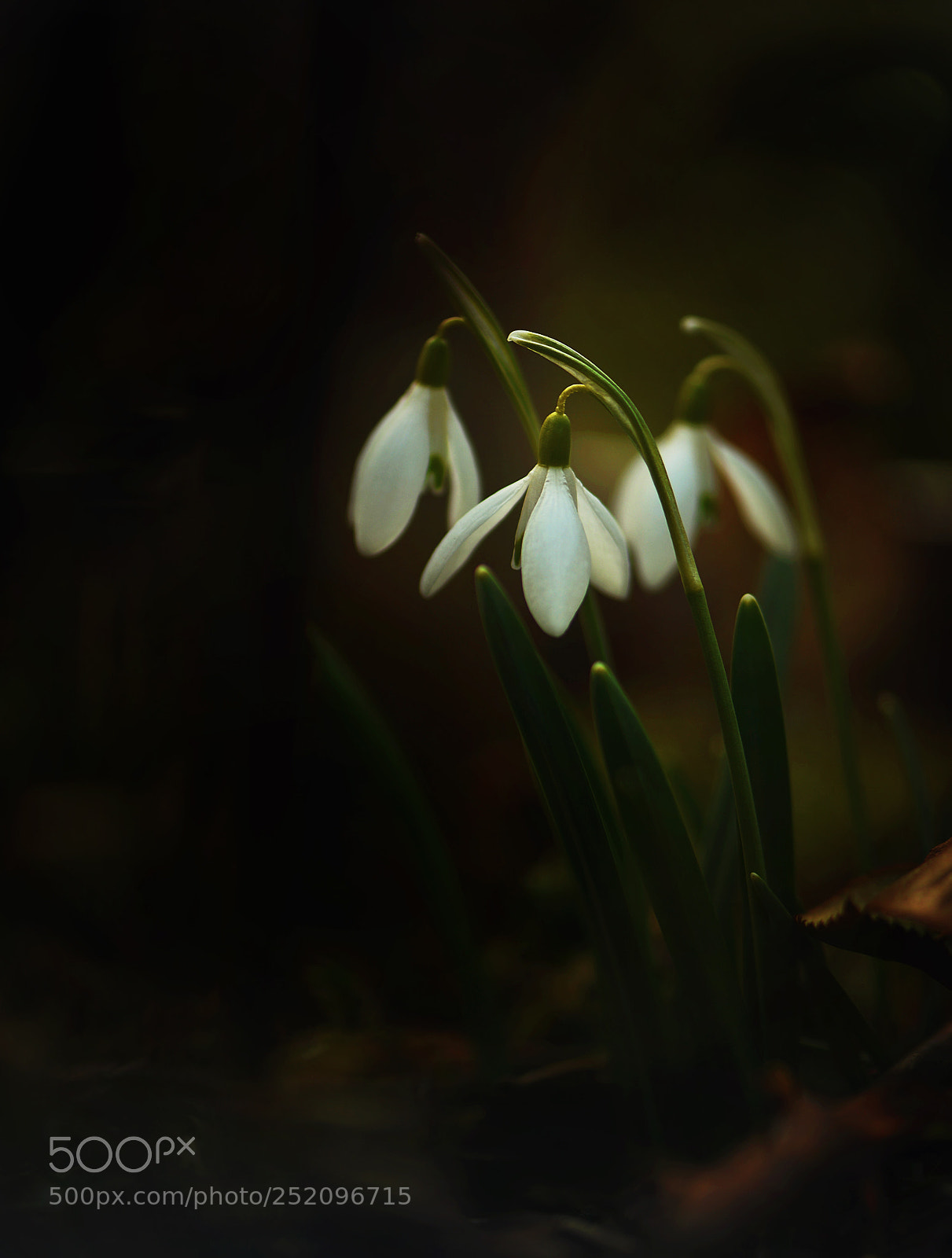 Nikon D610 sample photo. Gute nacht photography