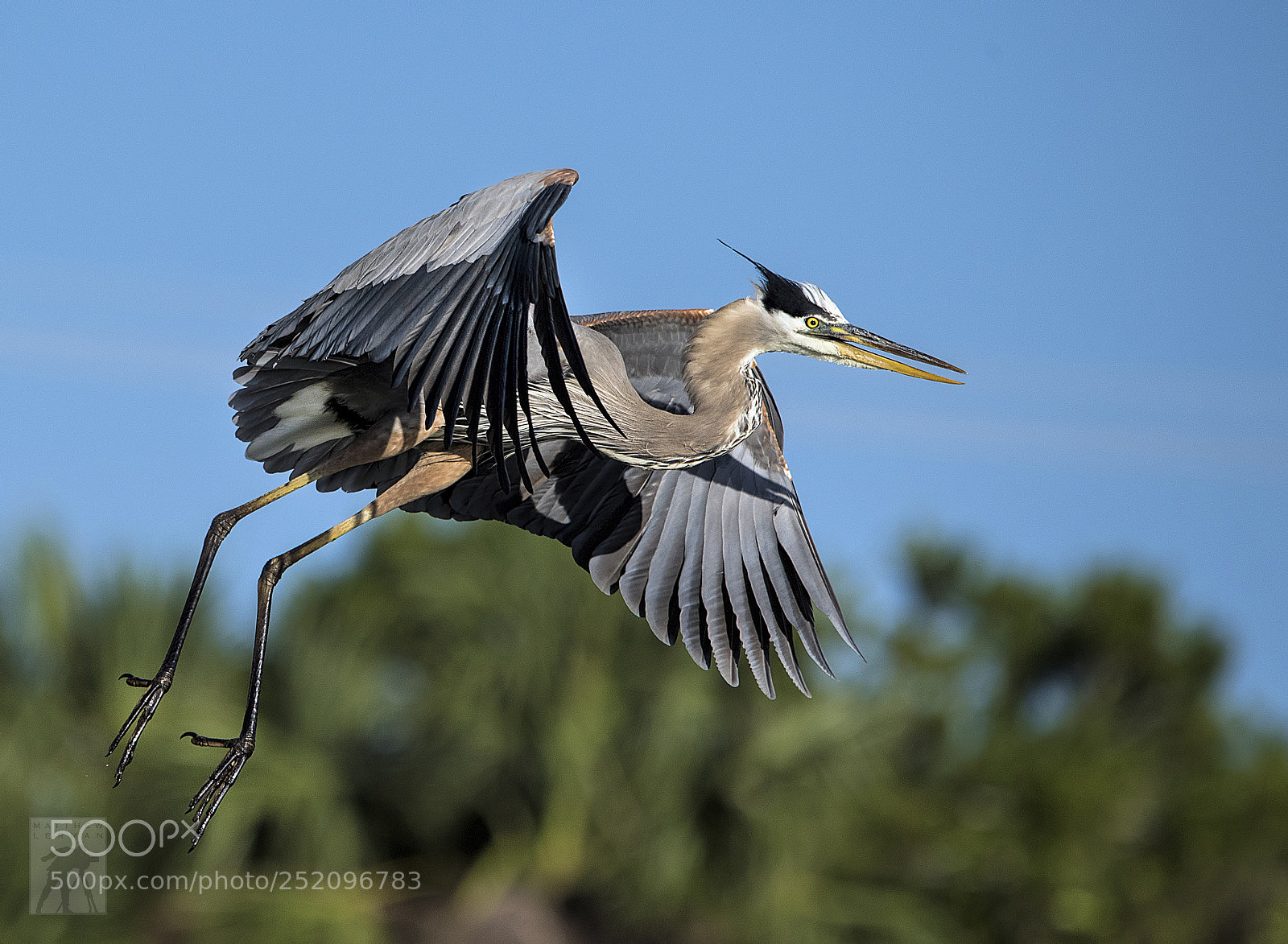 Nikon D810 sample photo. Returning 1748 photography