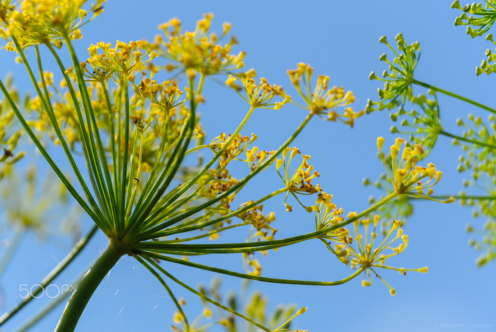 Nikon 1 V1 sample photo. Green, yellow and blue photography