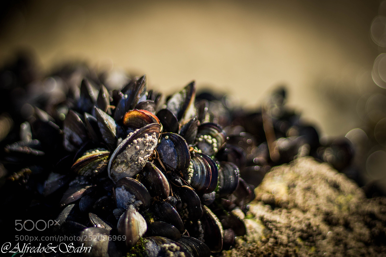 Canon EOS 100D (EOS Rebel SL1 / EOS Kiss X7) sample photo. Mejillones photography