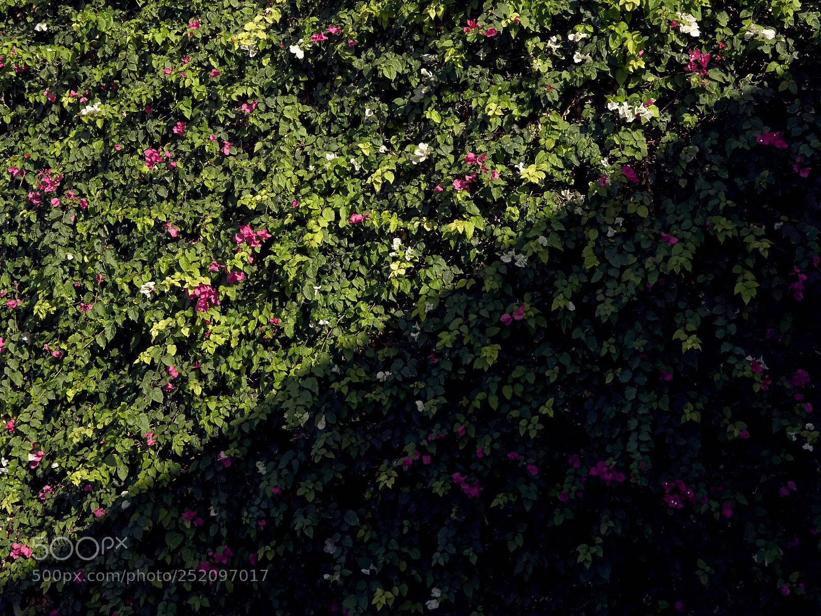 Canon EOS-1Ds Mark II sample photo. Flowers yin yang photography