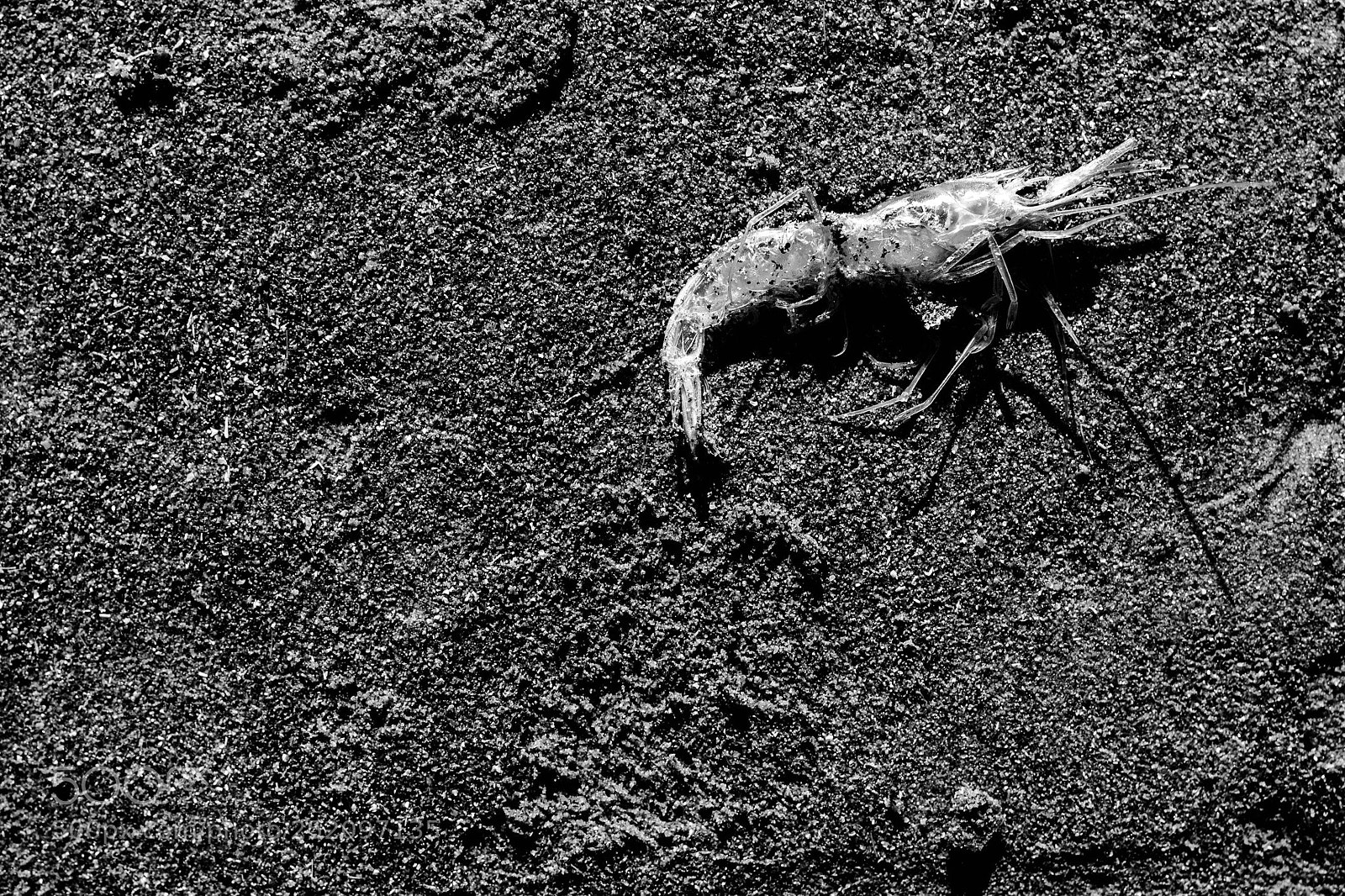 Canon EOS 80D sample photo. Dead shrimp  photography