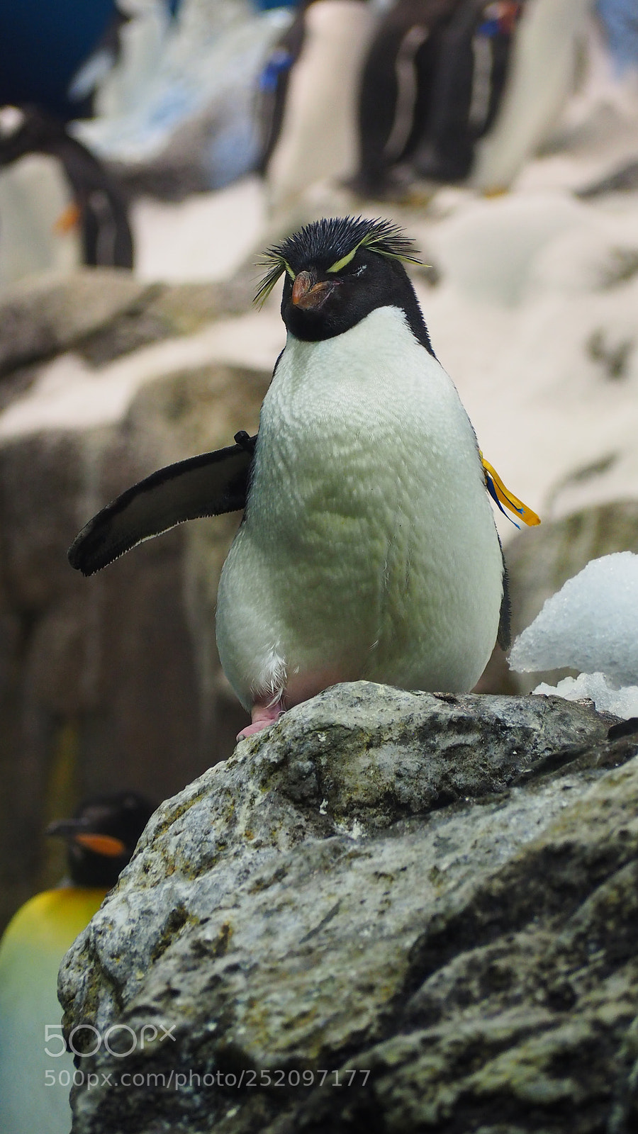 Olympus OM-D E-M10 II sample photo. Pinguin happy feet photography