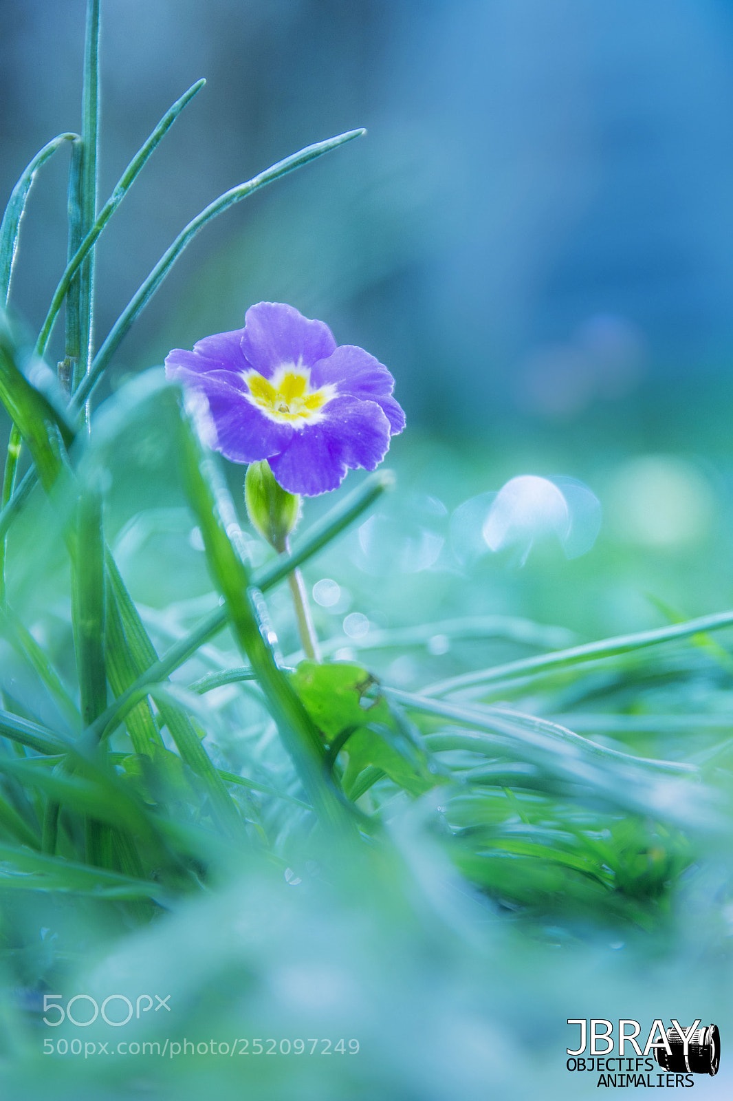 Nikon D7200 sample photo. Primrose photography