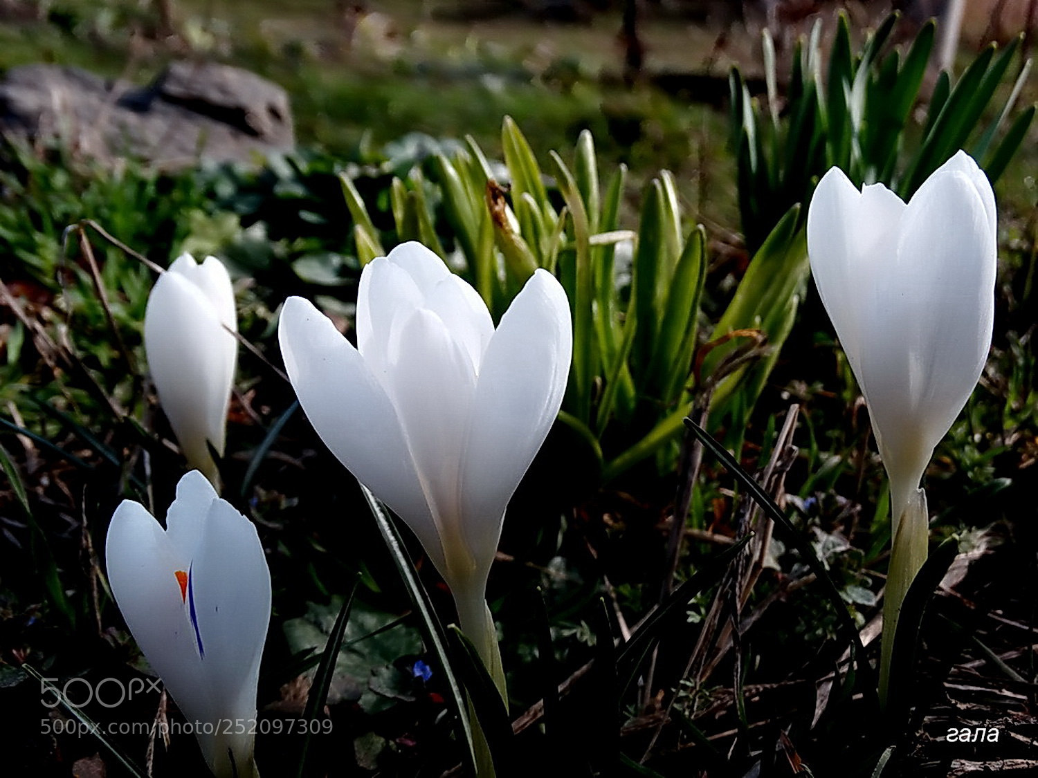 Sony Cyber-shot DSC-HX300 sample photo. Crocuses photography