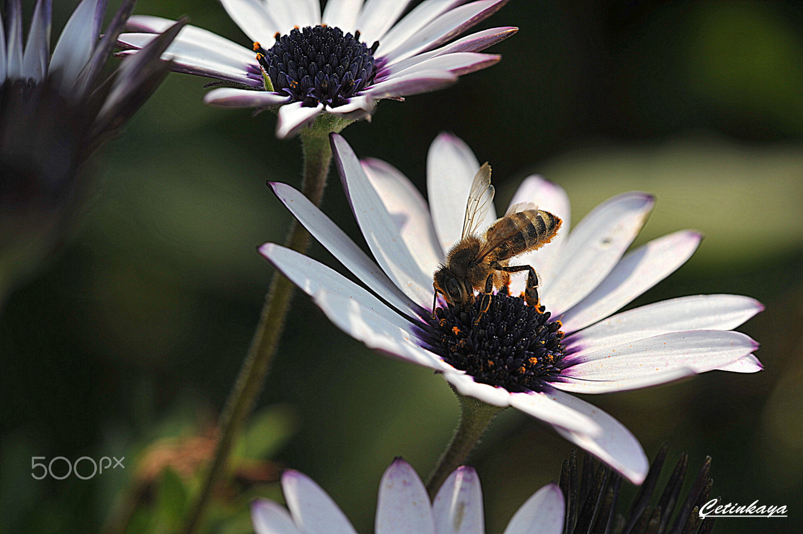 Nikon D700 + Sigma 150mm F2.8 EX DG Macro HSM sample photo. Sprıngday.. photography