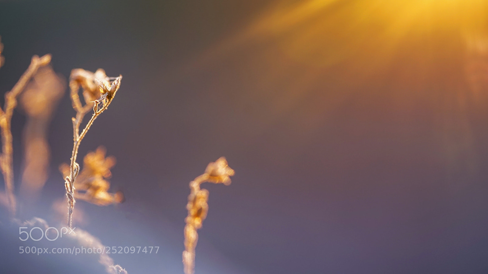 Sony a7 II sample photo. Abstract flower photography