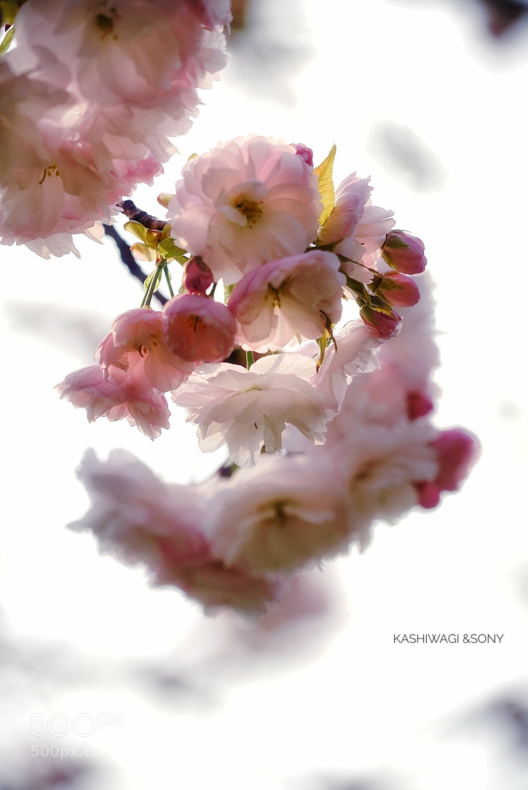Sony a7 II sample photo. Pink is in full photography