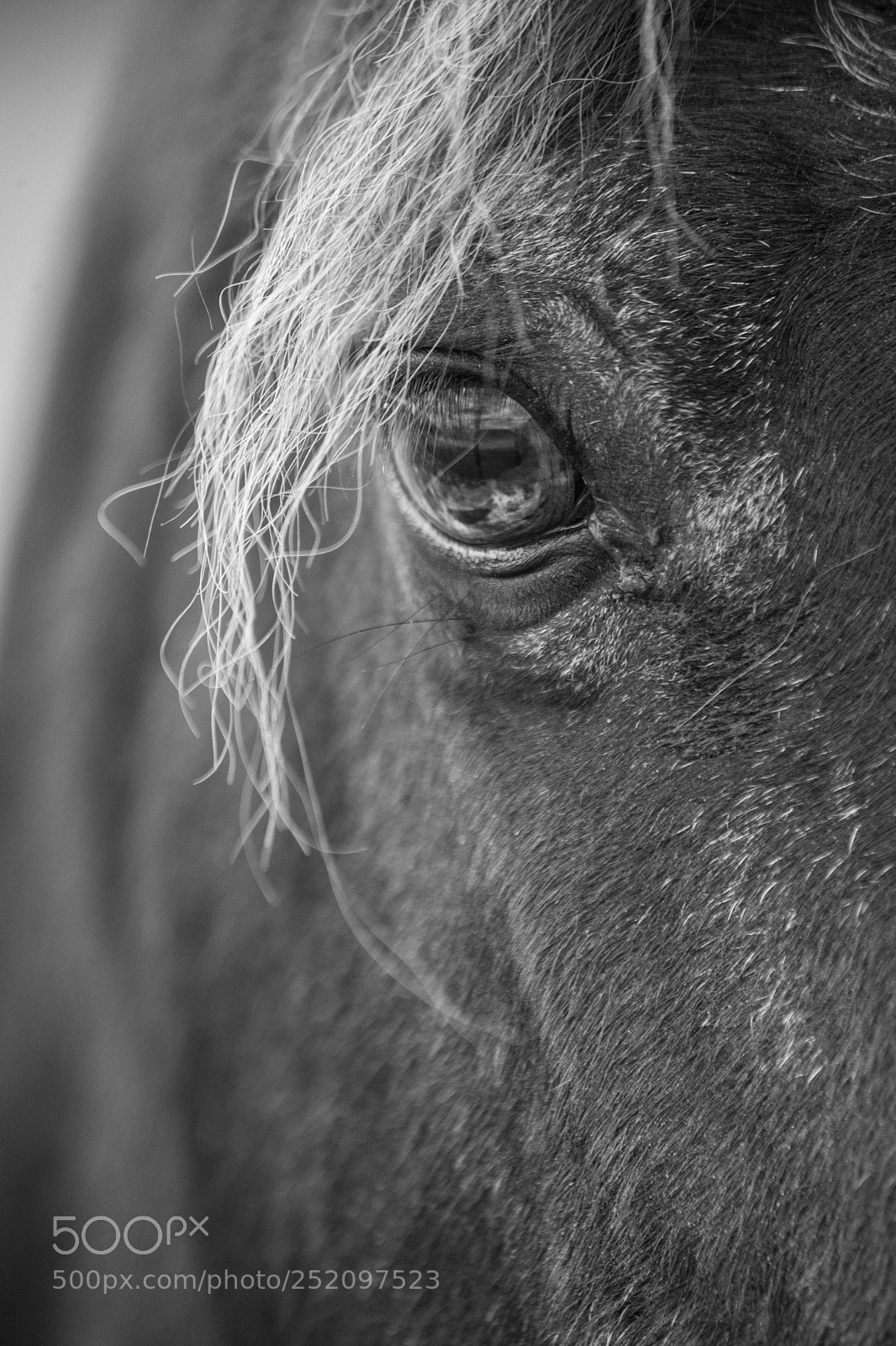 Canon EOS 5D Mark II sample photo. Seeing thru the eye photography