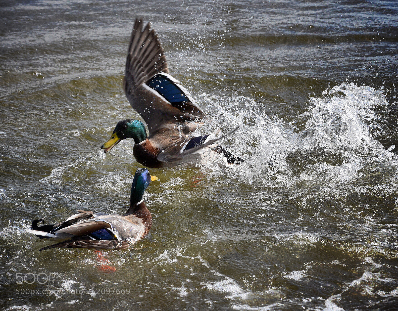 Nikon D7200 sample photo. Duet of ducks photography