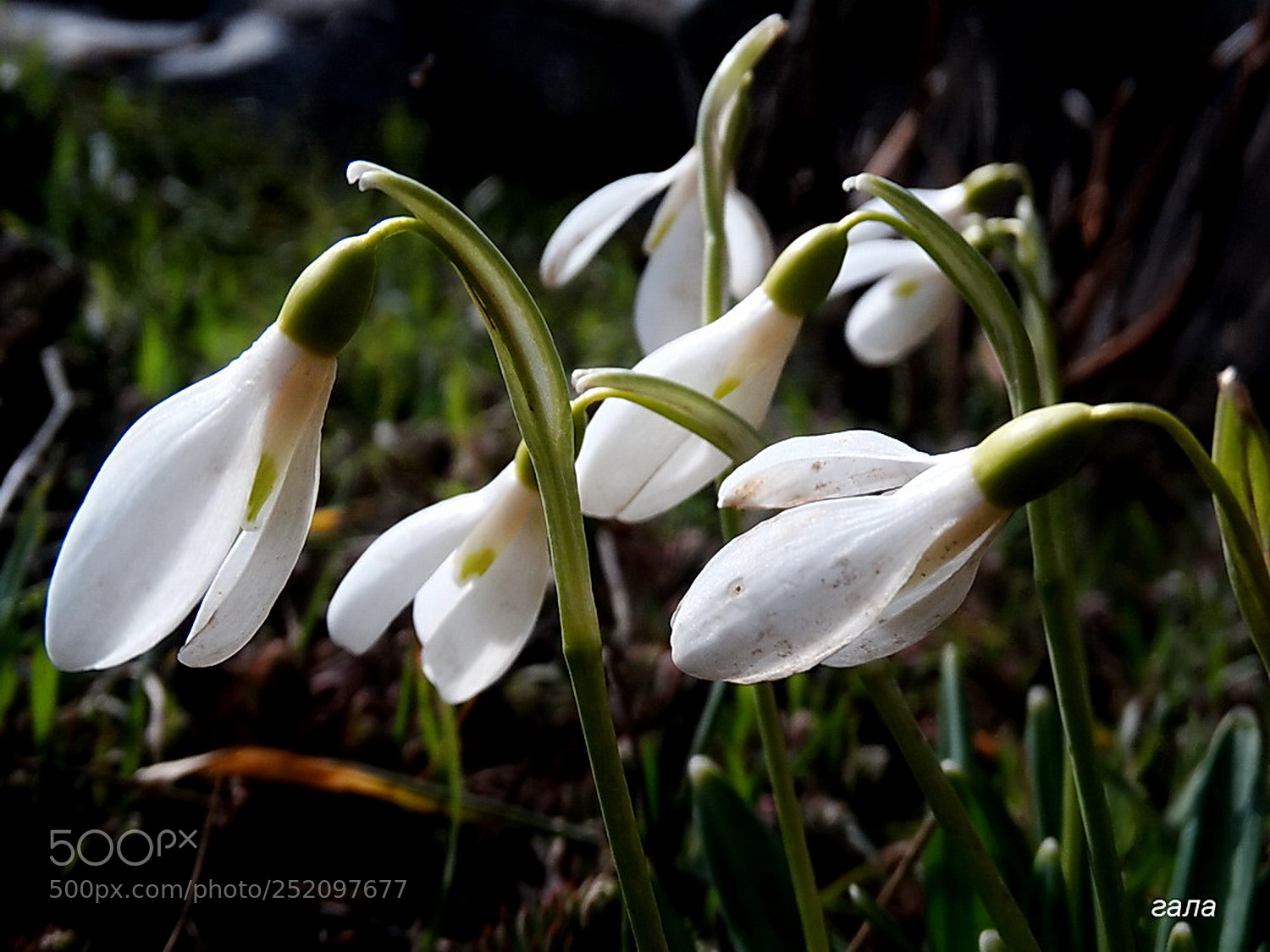 Sony Cyber-shot DSC-HX300 sample photo. Snowdrops photography