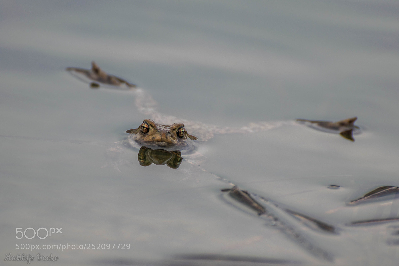 Nikon D3300 sample photo. A relaxing frog photography