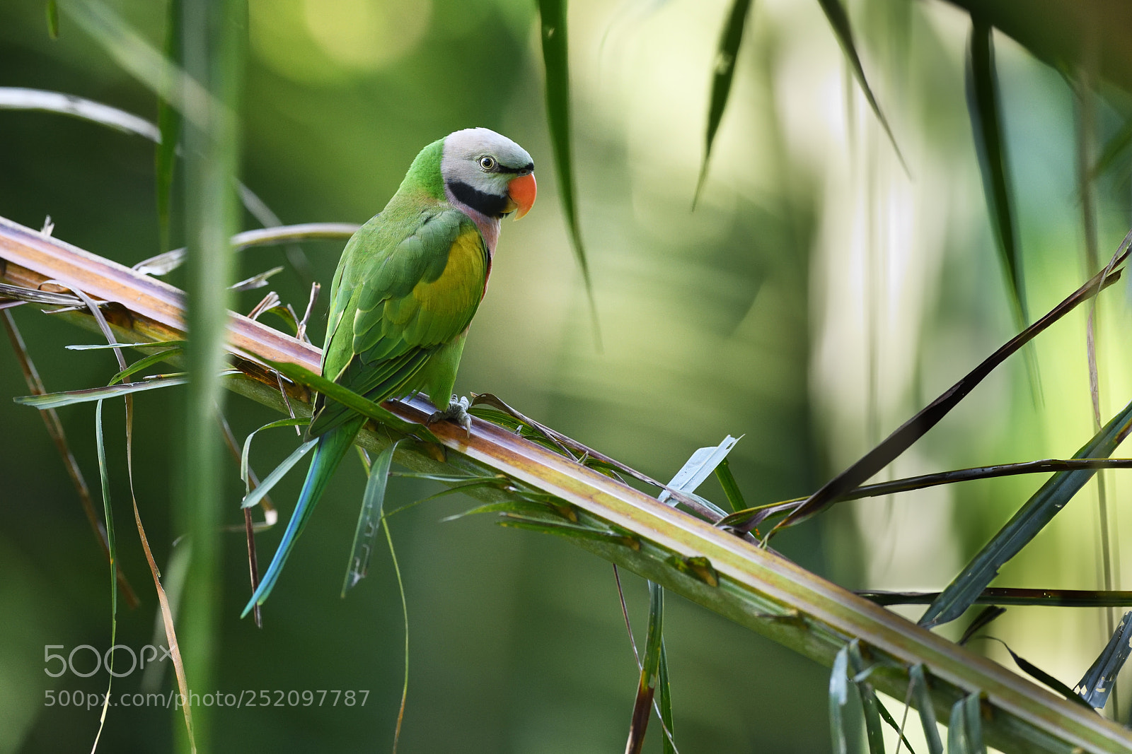 Nikon D850 sample photo. Red-breasted parakeet photography