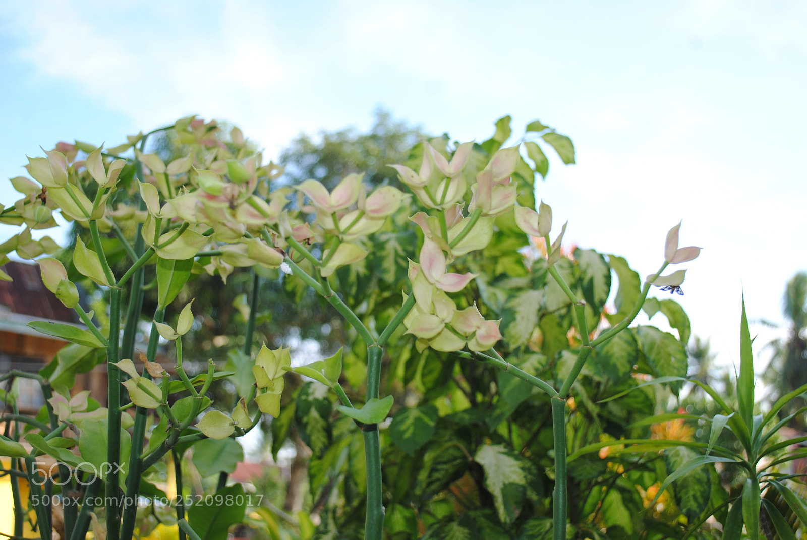Nikon D3000 sample photo. Garden of haven photography
