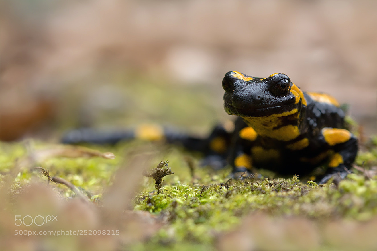 Nikon D5200 sample photo. Salamandra salamandra photography