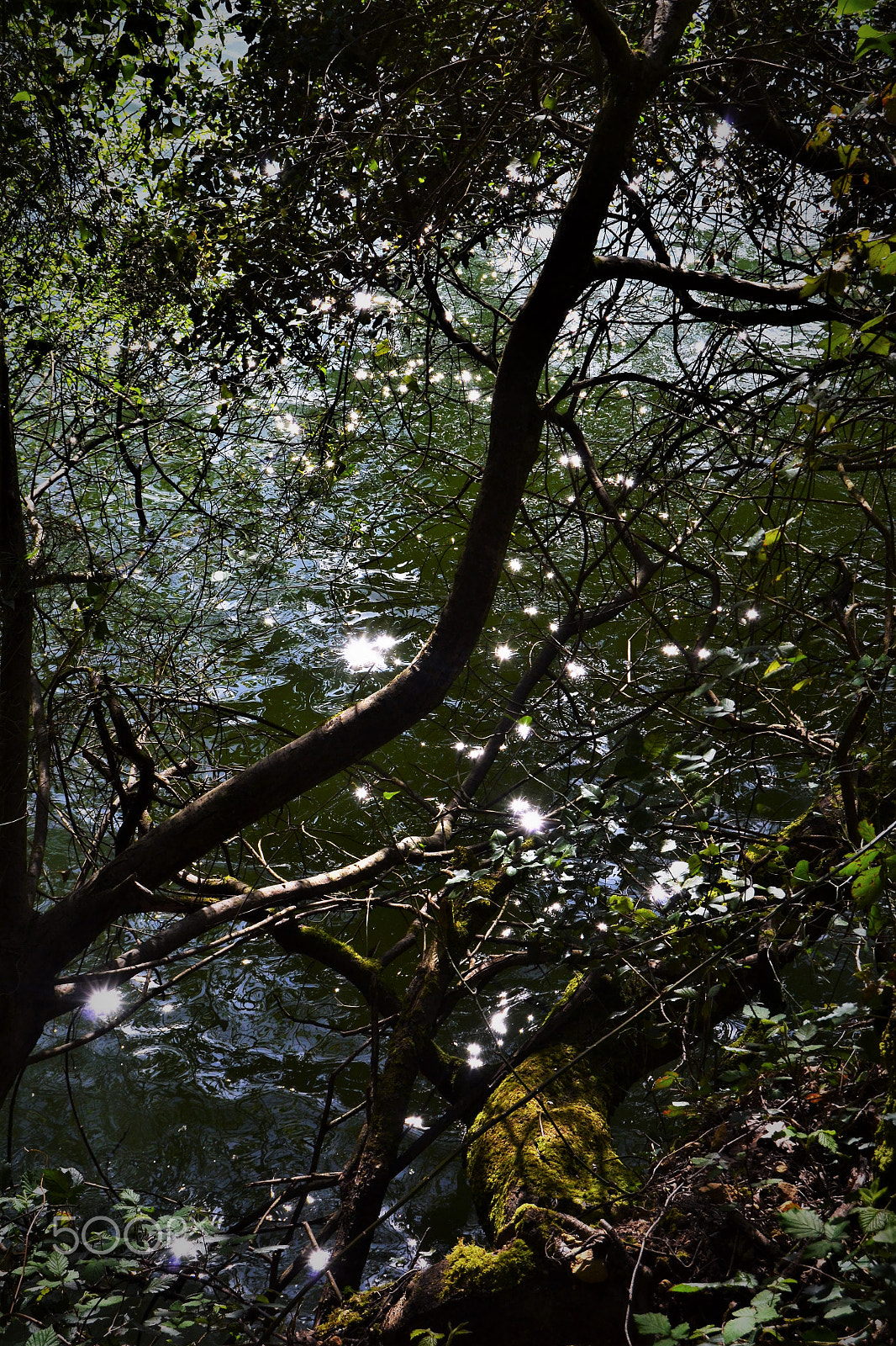 Nikon D3100 sample photo. Estrellas en el agua photography