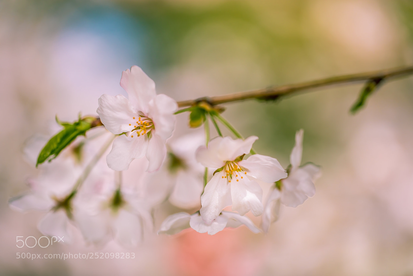 Canon EOS 5D Mark IV sample photo. Cherry blossoms photography