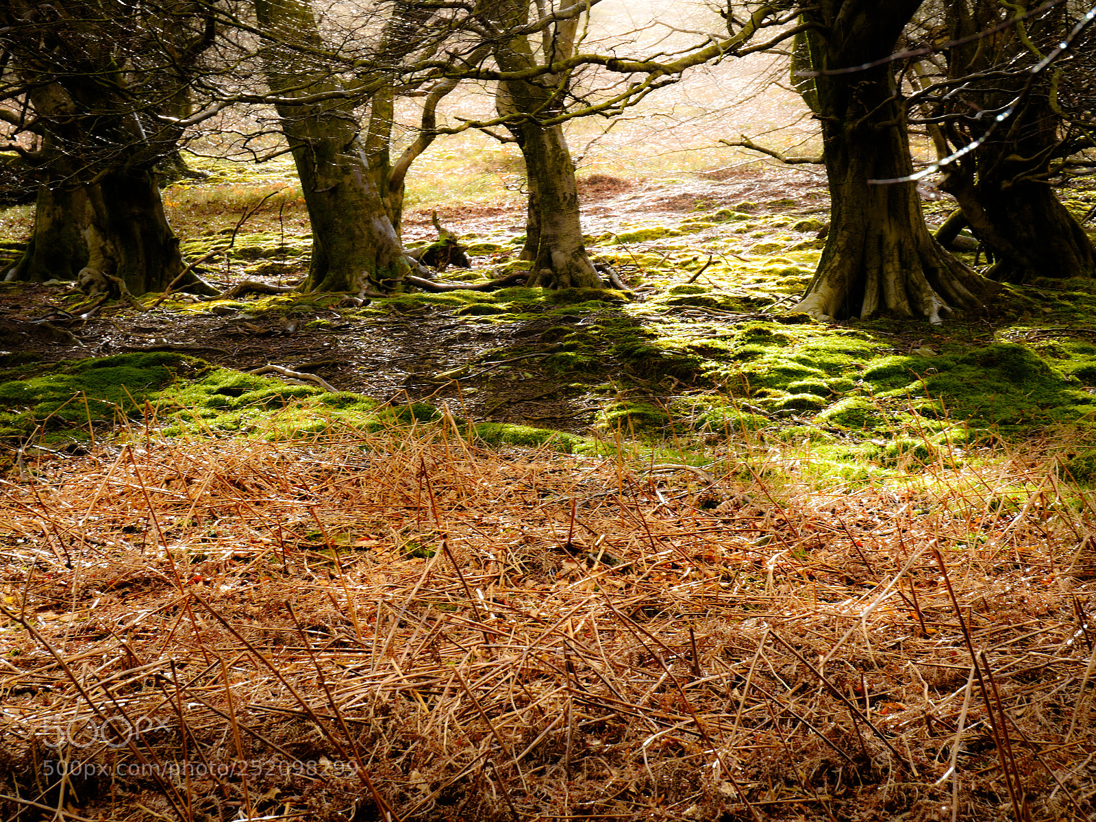 Panasonic Lumix DMC-GX8 sample photo. Glistening meadow photography