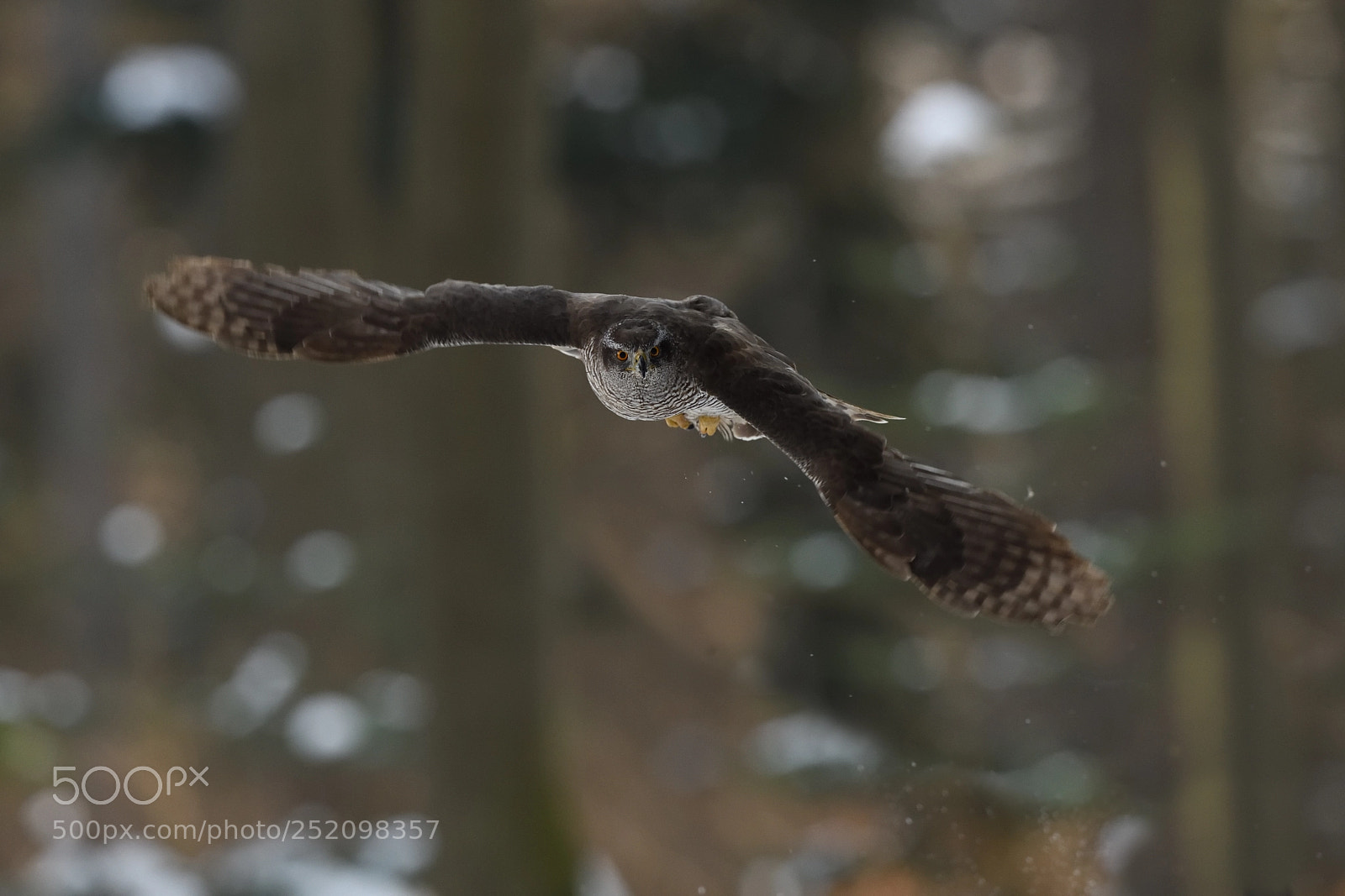 Nikon D850 sample photo. Northern goshawk flying photography