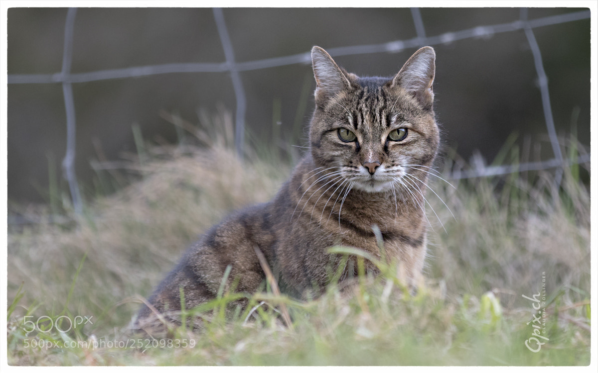Canon EOS 80D sample photo. Tiger photography