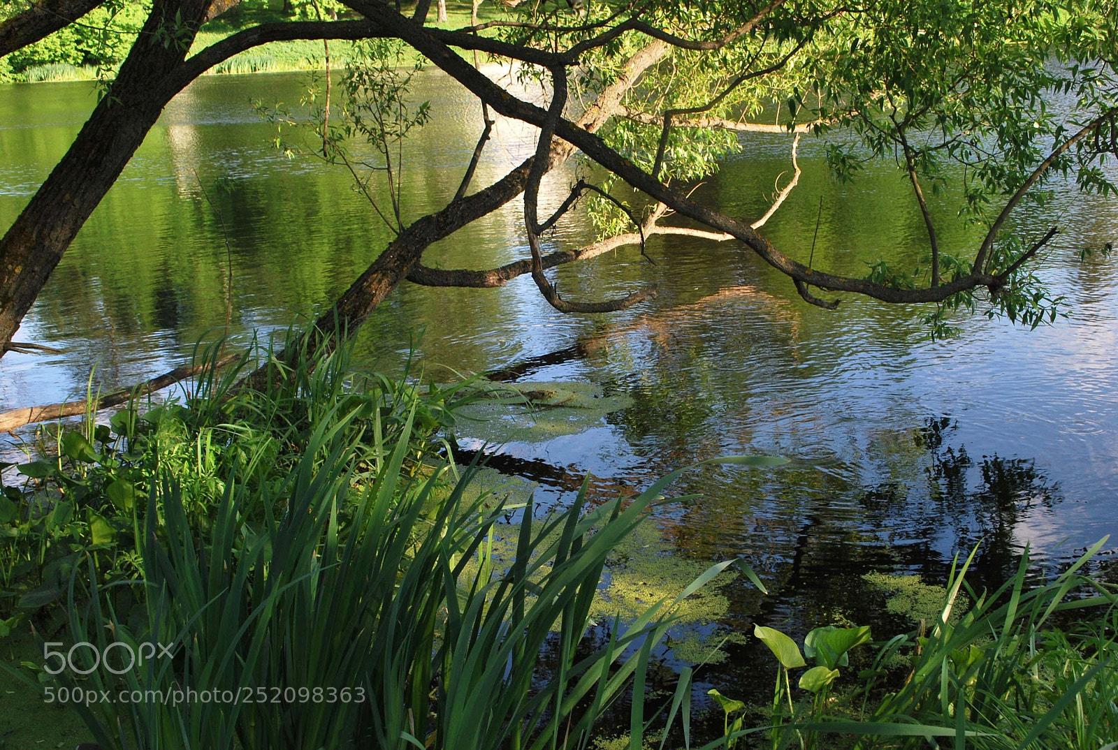 Nikon D60 sample photo. Dcorig photography