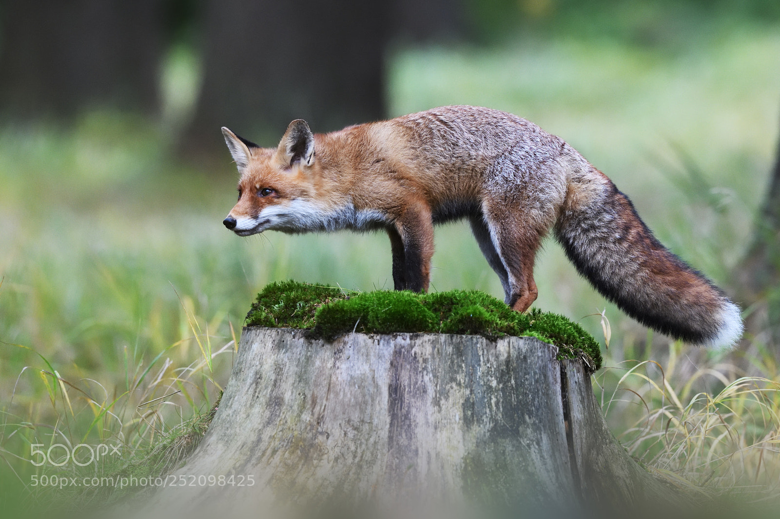 Nikon D850 sample photo. Red fox sniffing photography