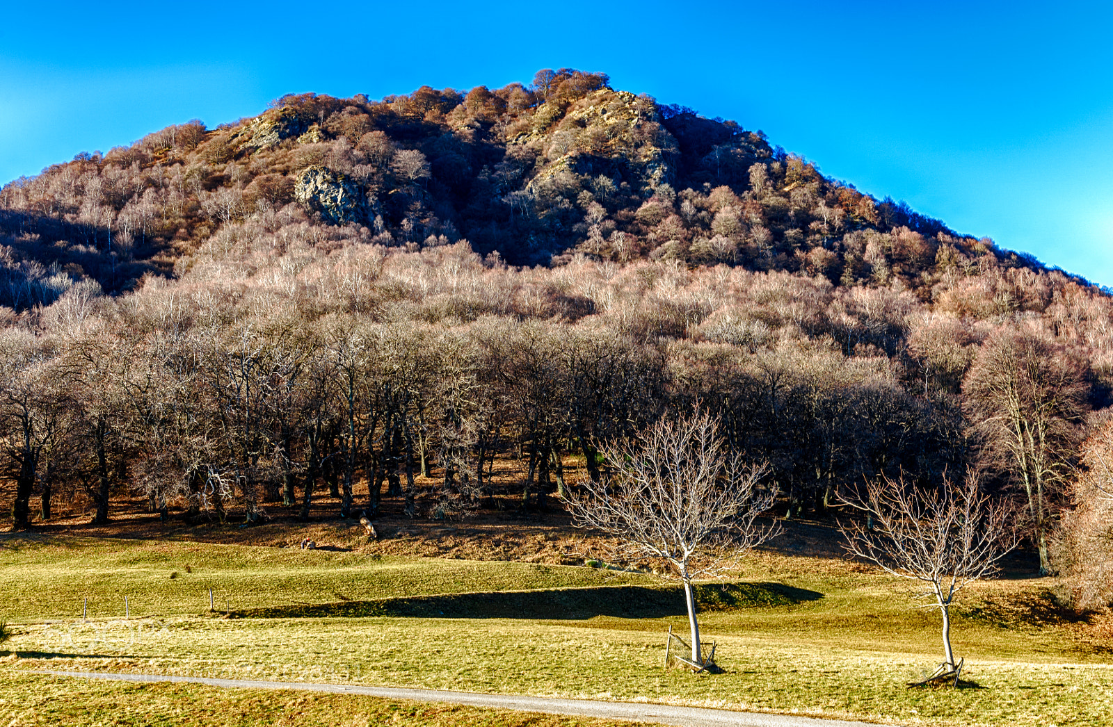 Nikon D810 sample photo. Forest hill photography