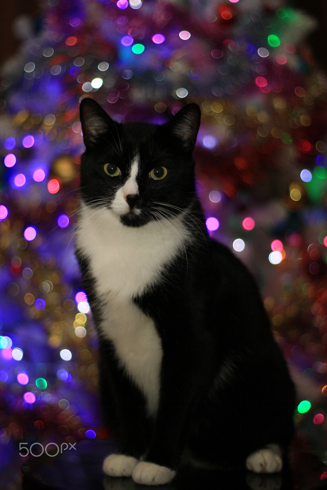 Canon EF 50mm f/1.8 sample photo. Markiz photography