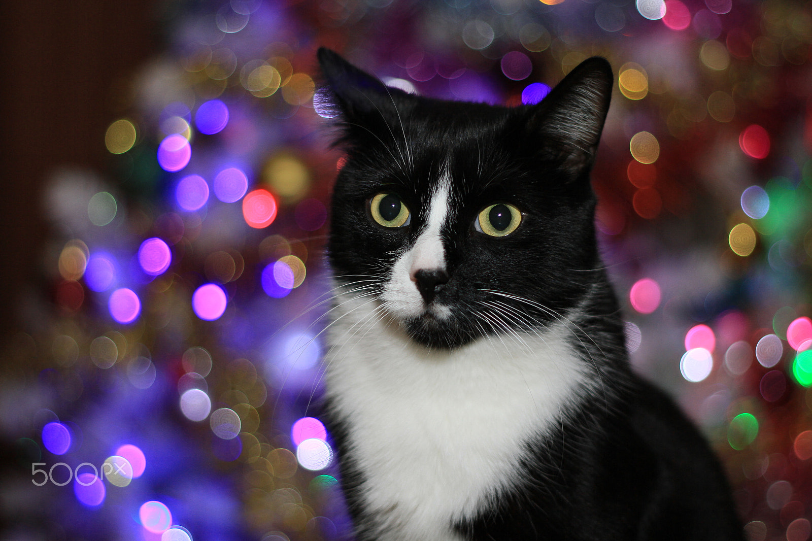 Canon EF 50mm f/1.8 sample photo. Cat "markiz" photography