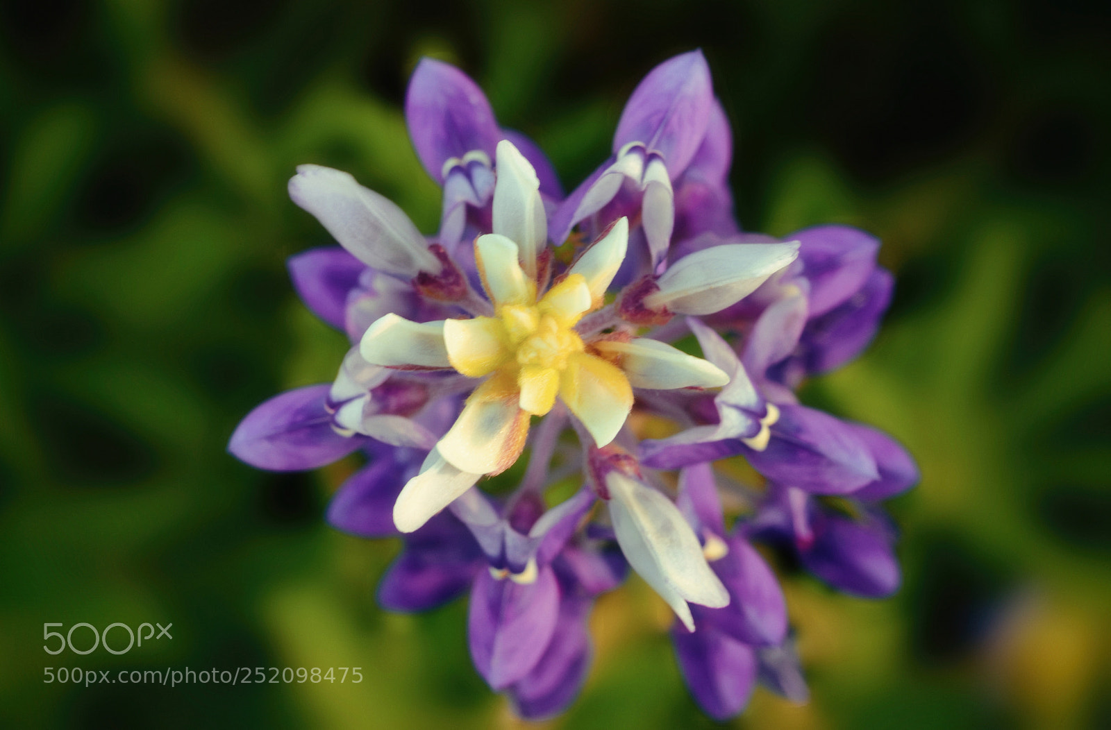 Pentax K-3 sample photo. Close up of a photography