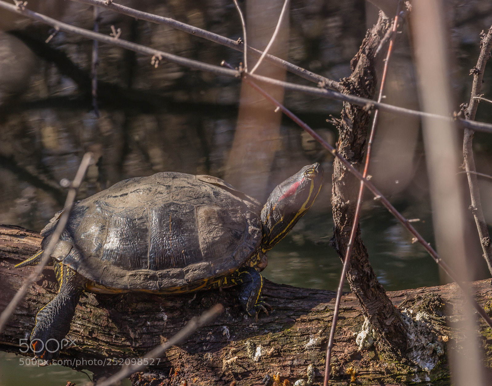 Canon EOS 600D (Rebel EOS T3i / EOS Kiss X5) sample photo. Red eared slider photography