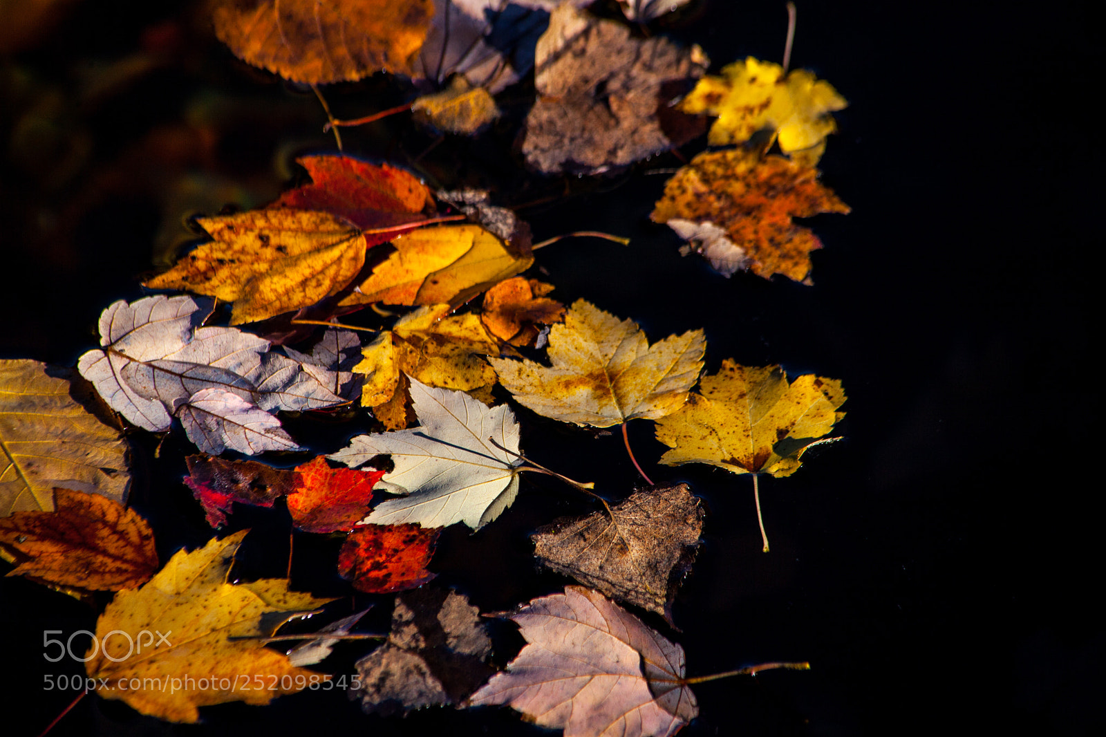 Canon EOS 5D Mark II sample photo. Floating photography