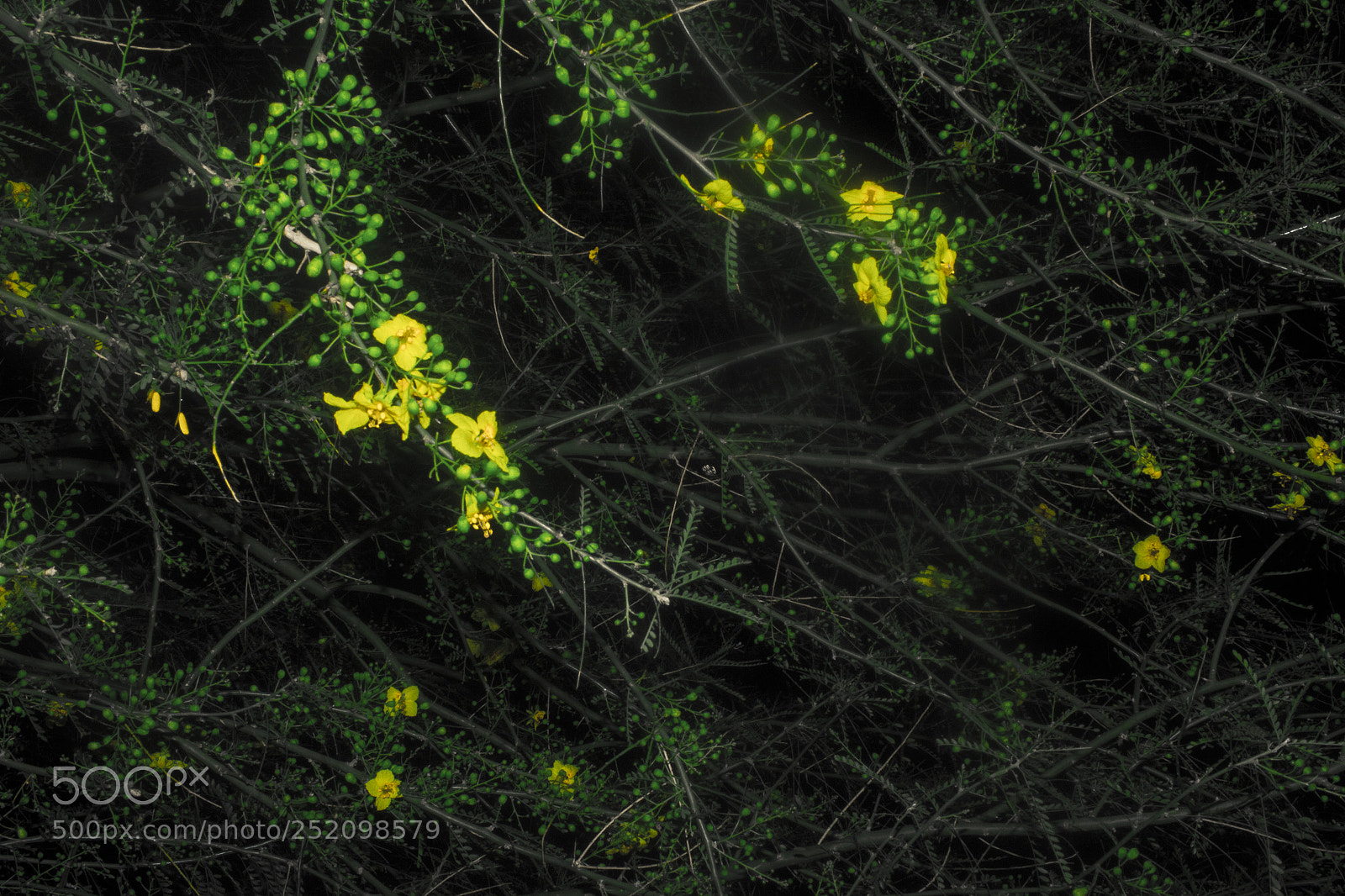 Canon EOS 600D (Rebel EOS T3i / EOS Kiss X5) sample photo. Yellow flower tree photography