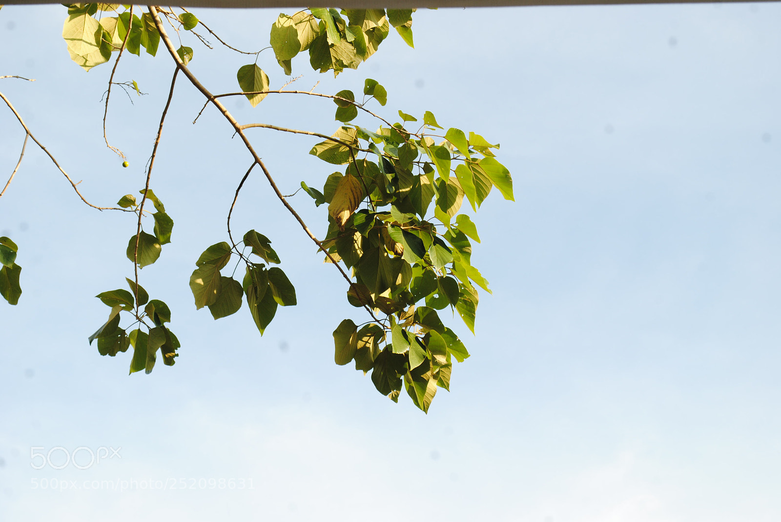 Nikon D3000 sample photo. Leaves of the sky // photography